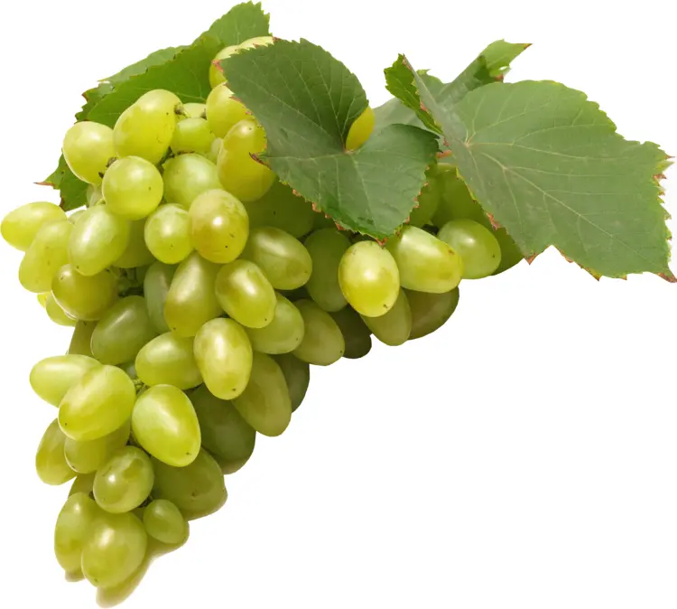 Green Grapes with Leaves