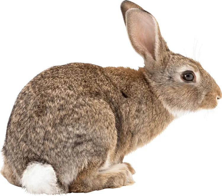 Brown Rabbit Sitting Sideways