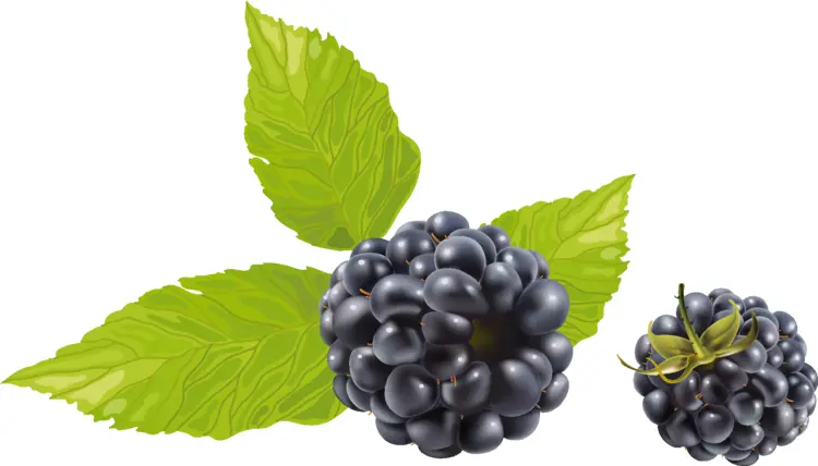 Blackberries with Green Leaves