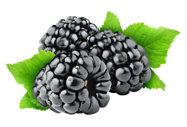 Fresh Blackberries with Green Leaves
