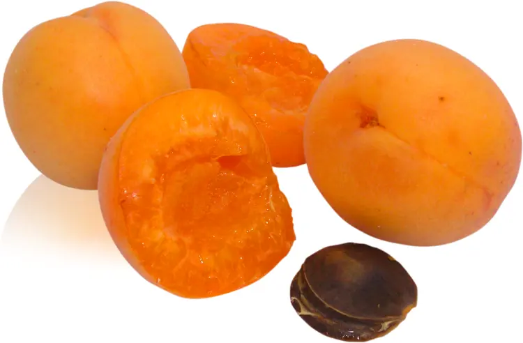 Orange Apricots with Seed and Half Cut