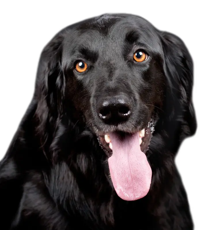 Black Dog with Tongue Out