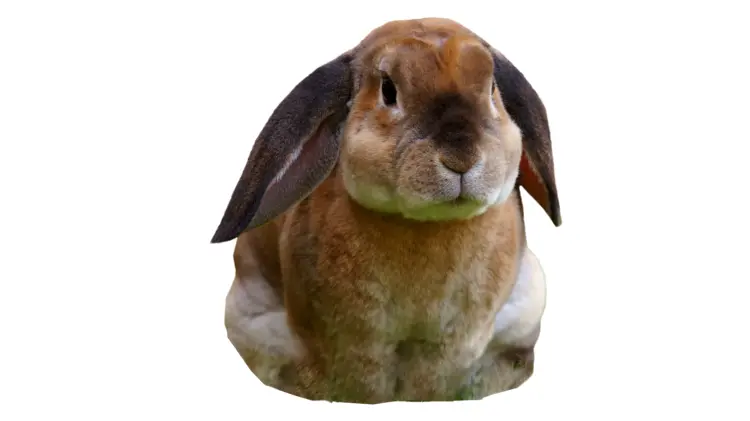 Cute Brown Rabbit with Lop Ears