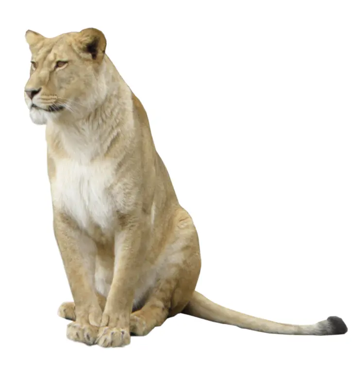 Lion Sitting