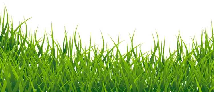 Lush Green Grass