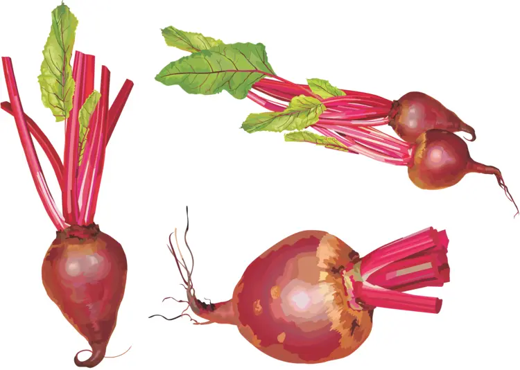Various Fresh Beetroots with Green Leaves