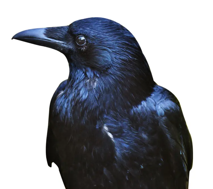 Black Crow Close-Up
