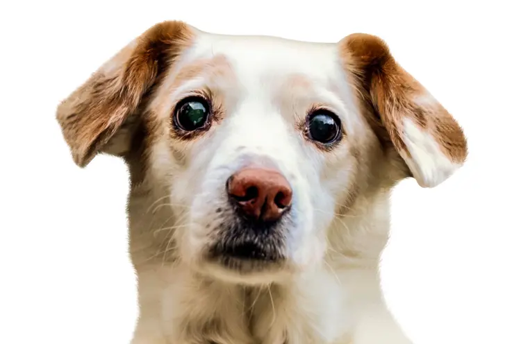 Adorable White Dog