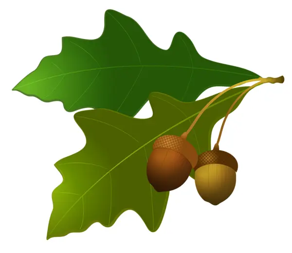 Acorns with Green Leaves