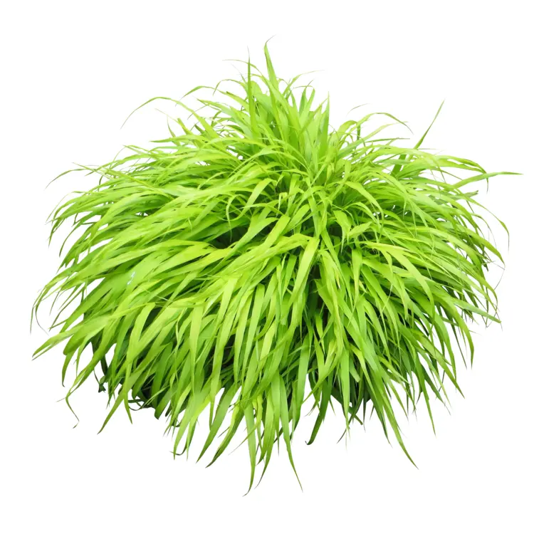 Lush Green Grass