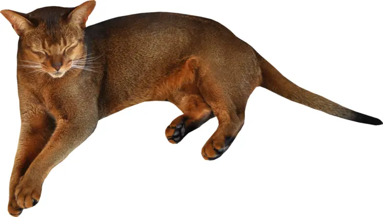 Adorable Brown Cat Lying Down