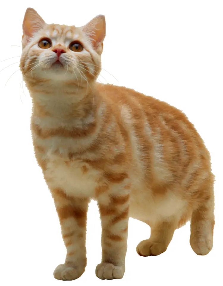 Curious Orange Kitten Standing