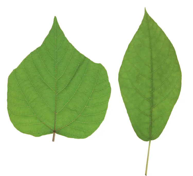Two Green Leaves on Transparent Background