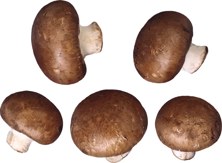 Brown Mushrooms for Cooking