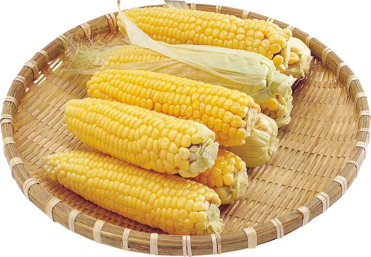 Fresh Yellow Corn Cobs in Basket