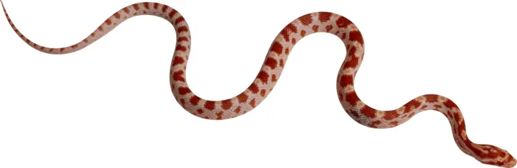 Red and White Snake