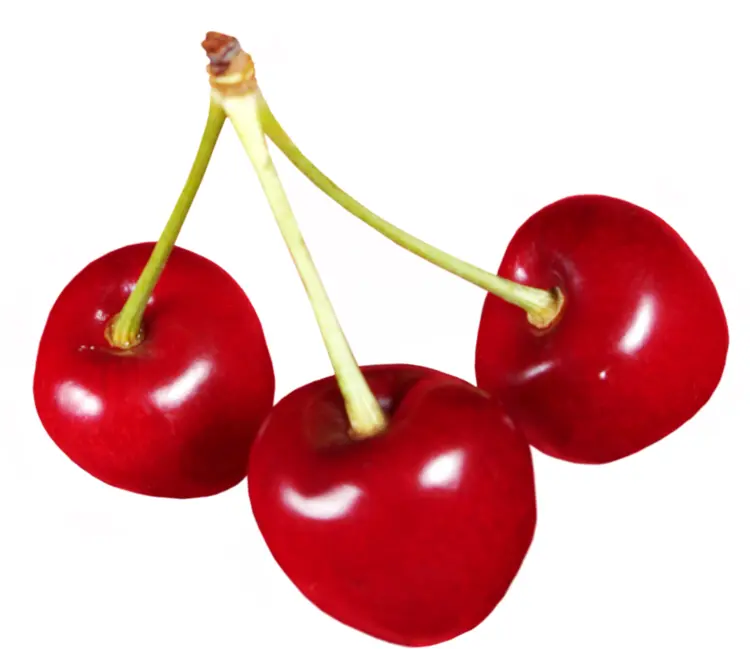 Three Red Cherries with Stems