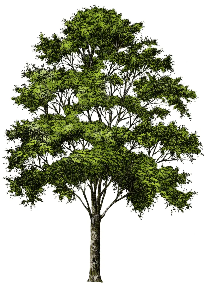 Large Tree with Dense Foliage