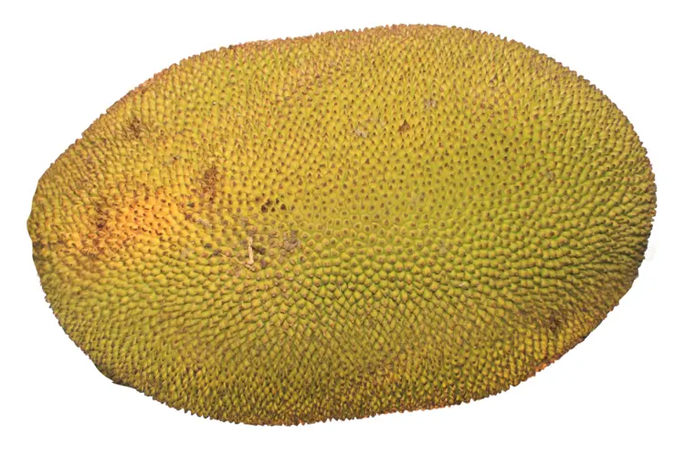 Whole Green Jackfruit