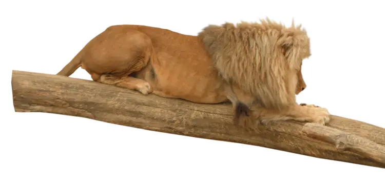 Lion Resting on a Log
