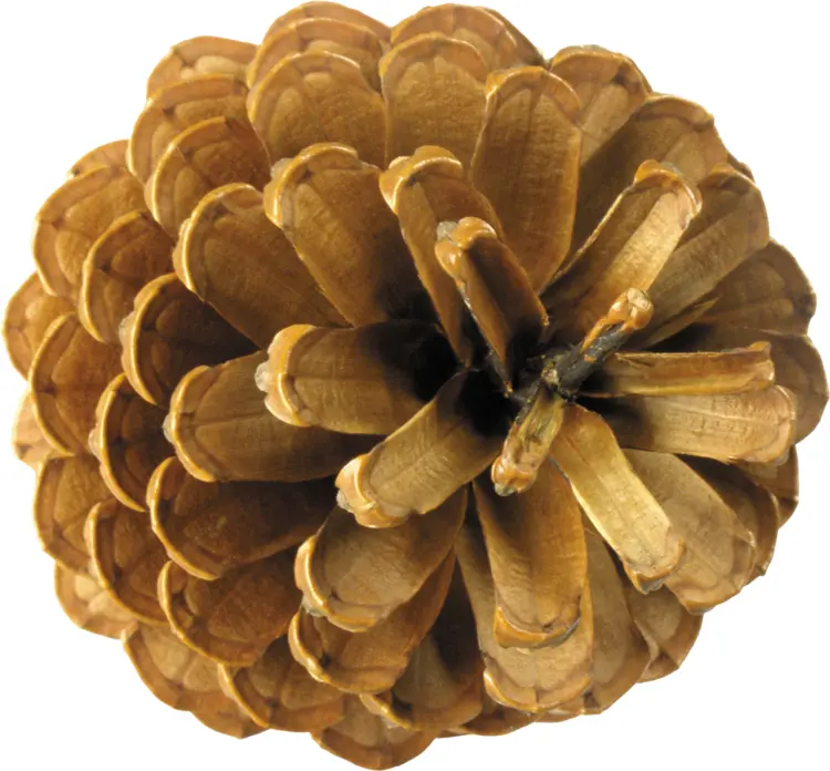 Golden Pine Cone in Nature