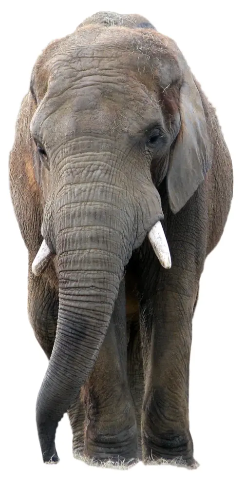 Close-up of Elephant