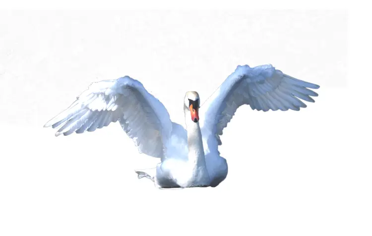 Graceful White Swan with Spread Wings