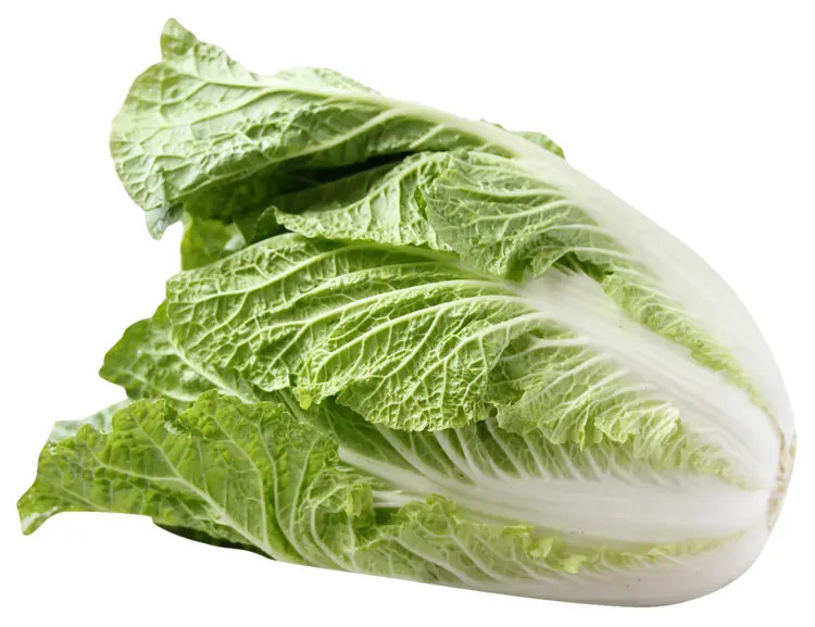 Fresh Napa Cabbage