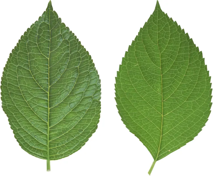 Two Green Leaves on Transparent Background
