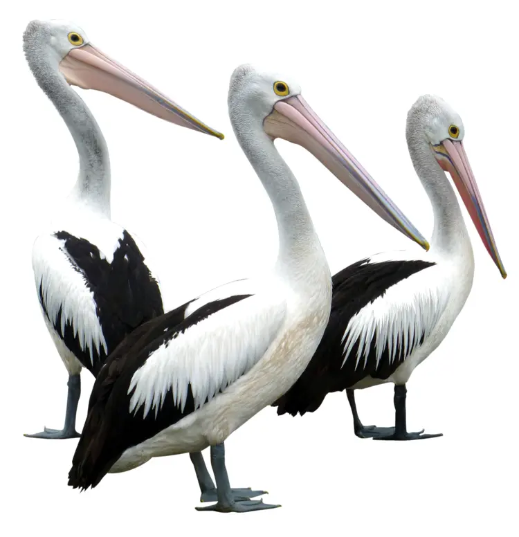 Group of White and Black Pelicans