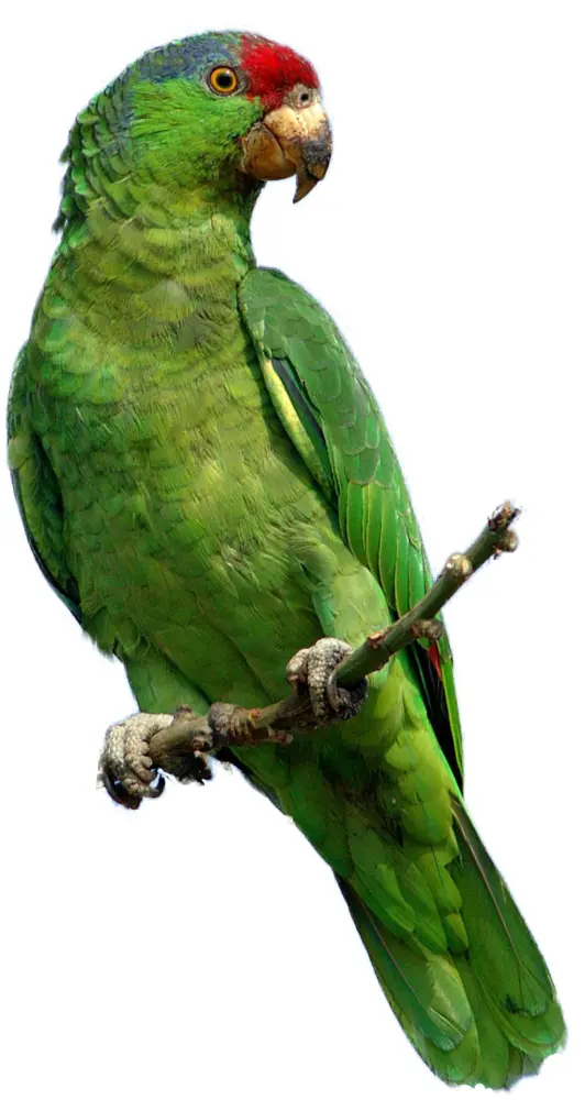 Green Parrot on a Branch