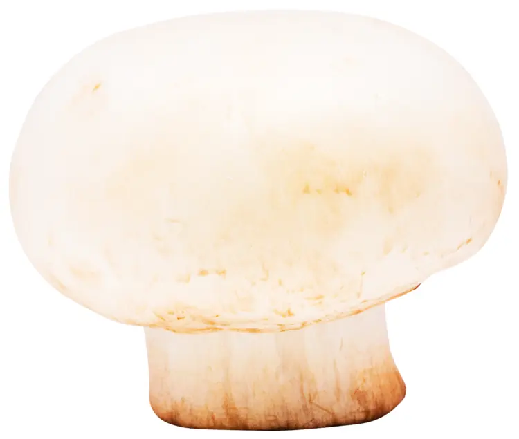 Single White Mushroom