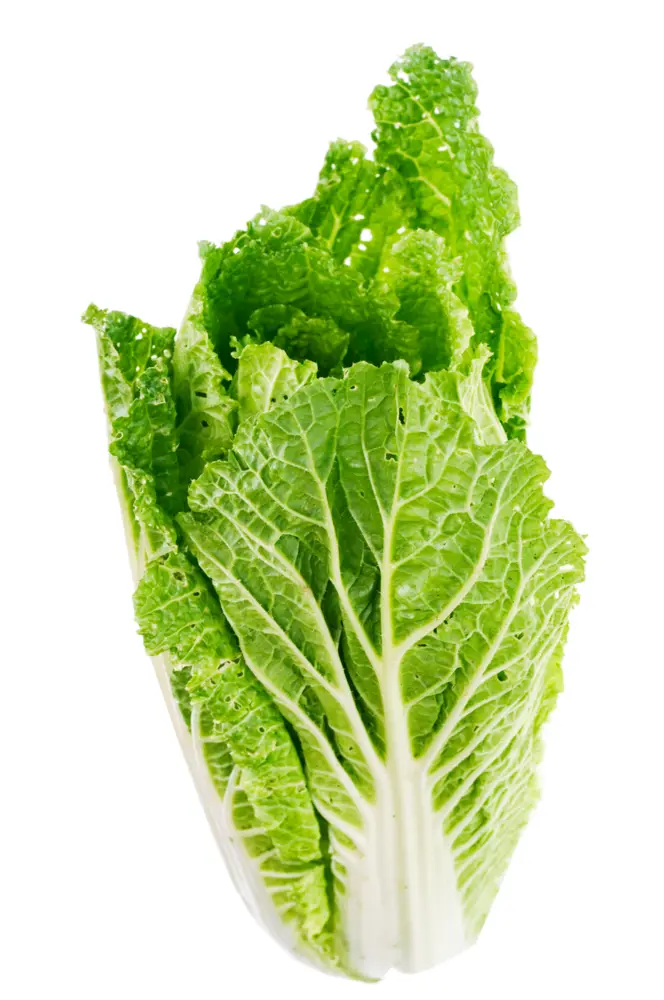 Fresh Napa Cabbage