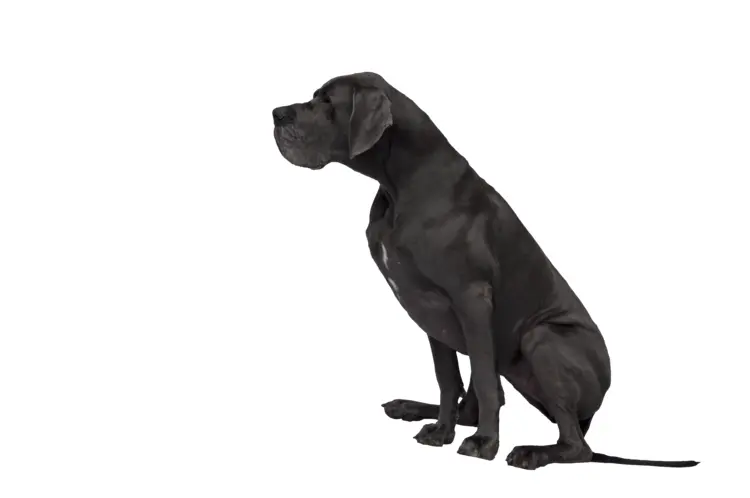 Black Dog Sitting