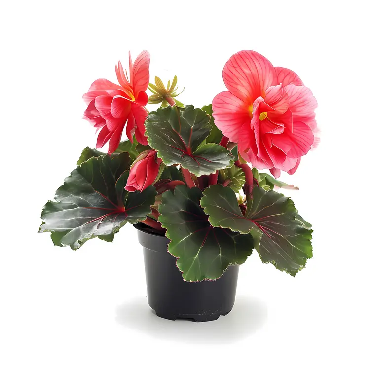 Potted Red Begonia Flowers with Green Leaves