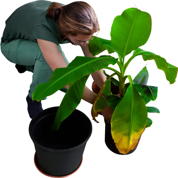 Woman Planting in Pots