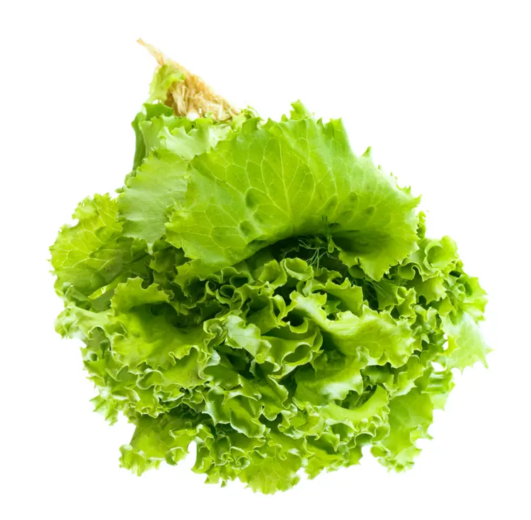 Fresh Green Lettuce