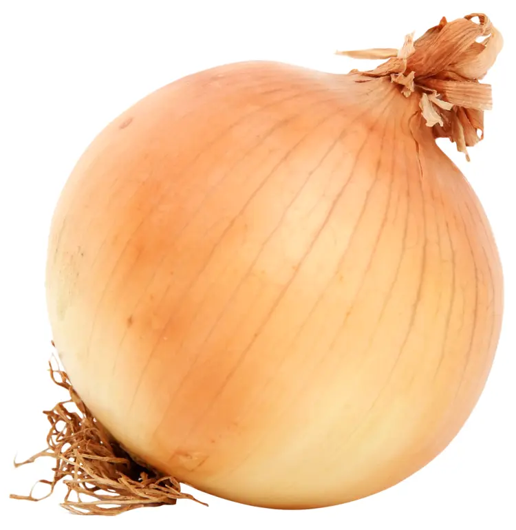 Fresh Brown Onion