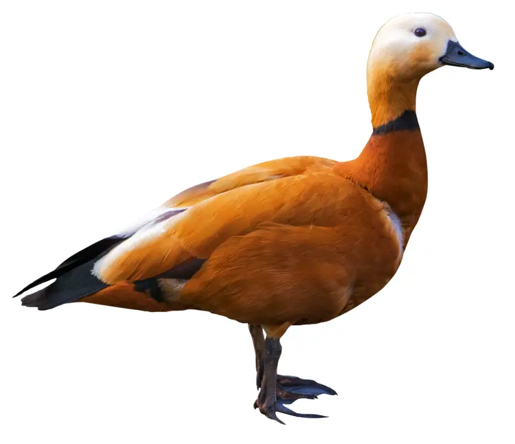 Orange Duck Standing