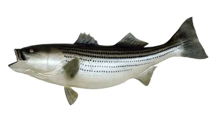Striped Fish with Dorsal Fin