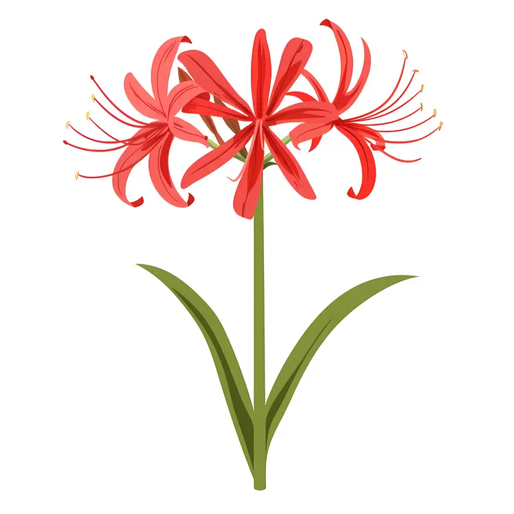 Red Spider Lily with Green Leaves