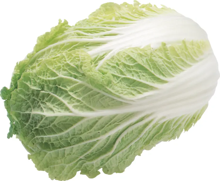 Fresh Napa Cabbage