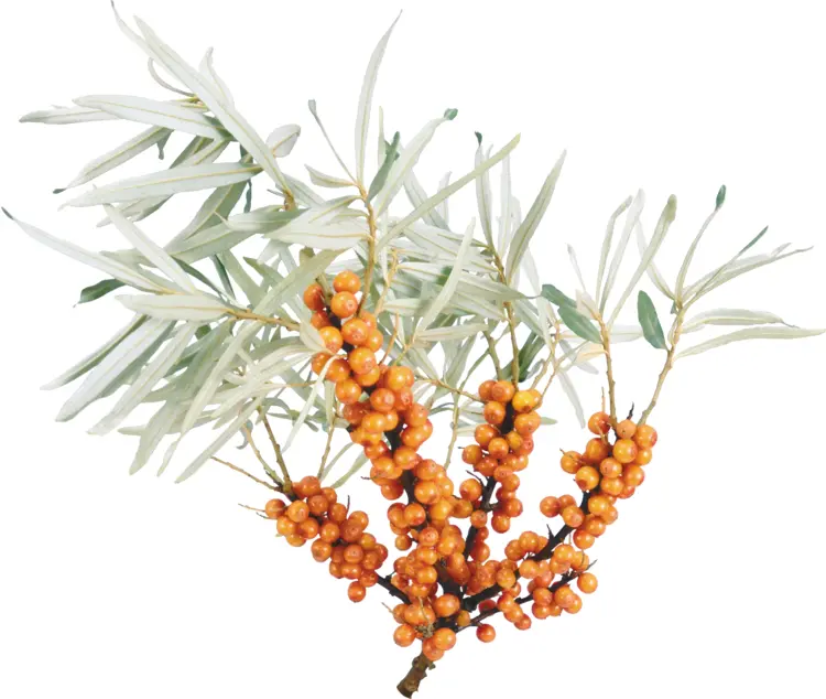 Sea Buckthorn Berries on Branch