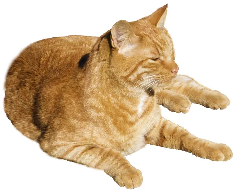 Relaxing Orange Cat