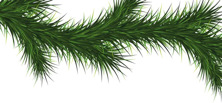 Green Pine Branch
