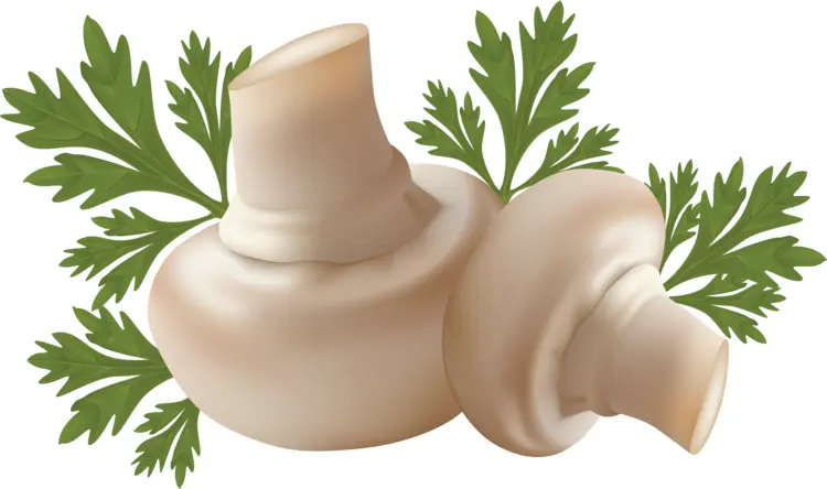 Fresh Mushrooms and Parsley Illustration