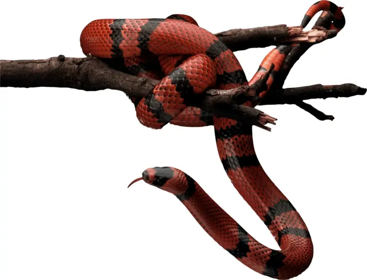 Red and Black Snake on Branch
