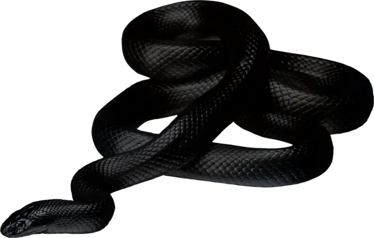 Black Snake