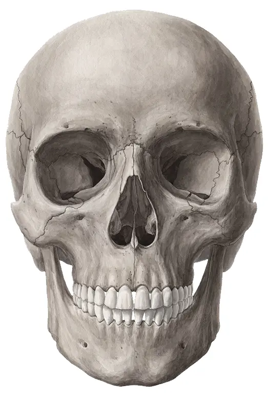 Detailed Skull Illustration