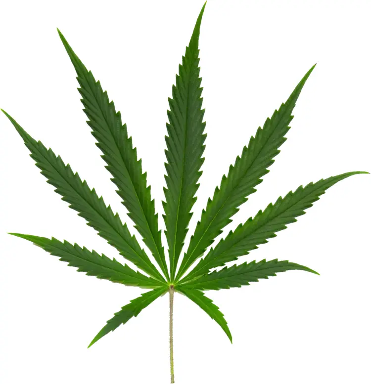 Green Cannabis Leaf